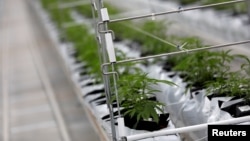 «Виникнення станів, спричинених війною, ще більше актуалізувало питання забезпечення доступу пацієнтів до лікарських засобів на основі медичного канабісу»