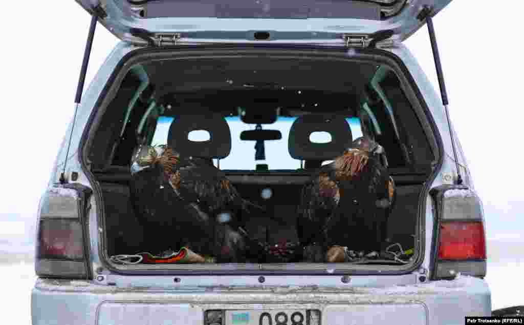 Беркуты в багажнике автомобиля ждут своей очереди на турнире беркутчи &laquo;Сонар-2020&raquo;.
