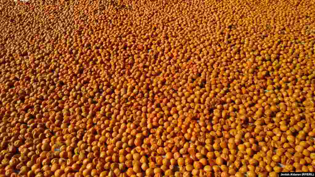 Акыркы жылдары өрүктү четке экспортоо жакшы жолго коюлбай келет.