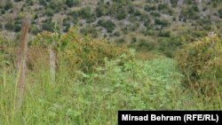 Usljed velikih nepogoda, korov nadrastao vinograd