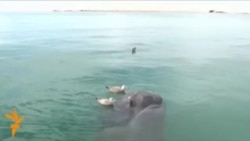 В Калифорнии обнаружены сиамские близнецы серого кита