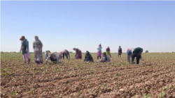 Diňle: Býujet işgärlerinden pagtaçy üçin alynjak pul köpeldi