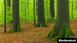 Український праліс у Карпатах: ілюстративне фото