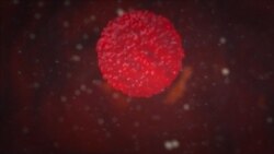 Omikron: Fertőzőbb-e az új Covid-variáns, mint a delta?