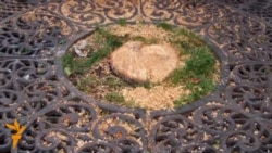 На Хрещатику порубали дерева