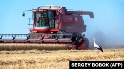 Žitarice u polju u regiji Harkiva 18. juli 2022. 