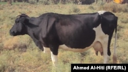 Издание напоминает, что борьба за избавление города от коров, быков и лошадей проводилась и раньше