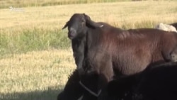 Ат-Башыдагы асыл тукум чарба