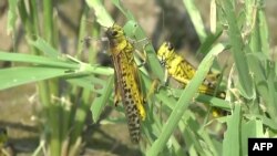 Иллюстрациялык сүрөт.