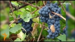 Сузактын ширин жүзүмү...