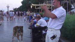 Музыка победила. Уличному трубачу из Ялты разрешили играть на набережной (видео)