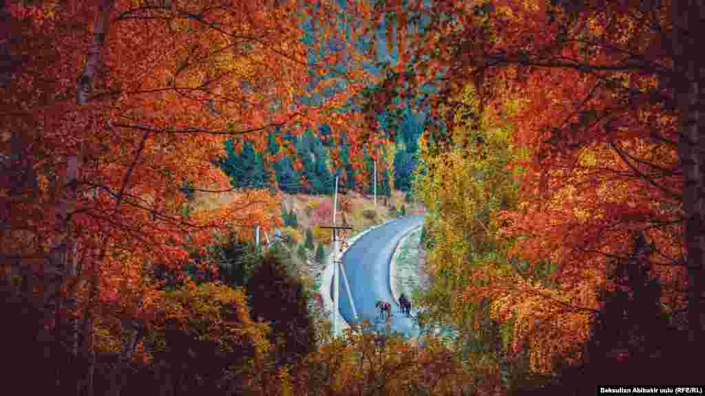 Булут тосуп жарык күндүн бир көзүн, Булбул куштун уга албайсың үндөшүн. Кирип келди чыкыроон күз &ndash; айбаттуу, Кийип алып кызыл-сары күрмөсүн. (Жылдызбек Турсунбаев).&nbsp;