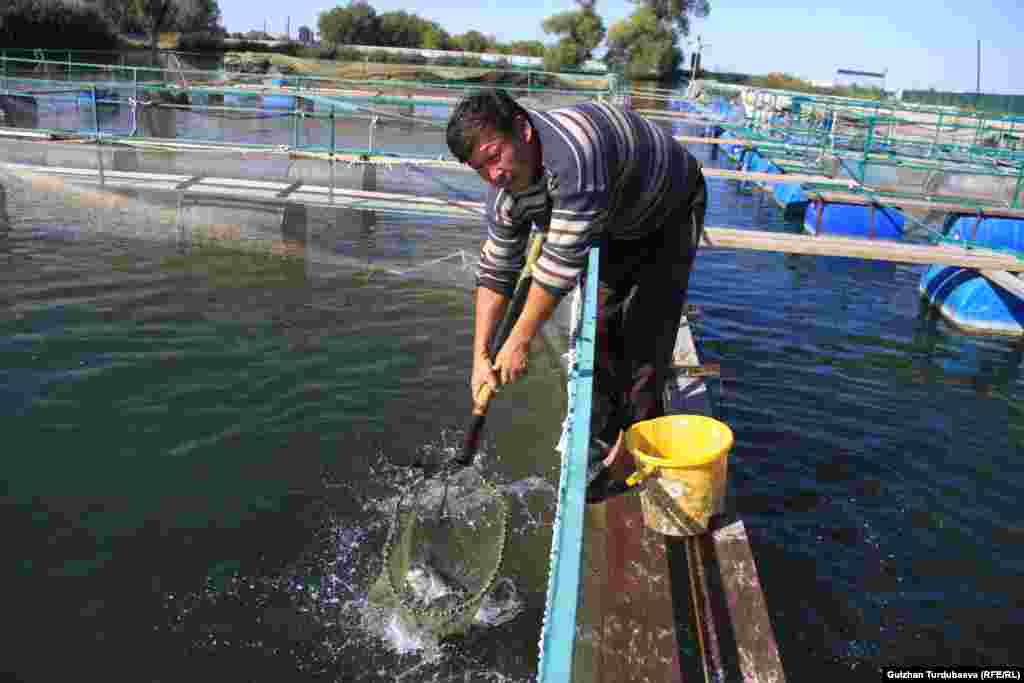 Форель - рыба хищная. Если вовремя не покормить обитателей бассейна, они начинают поедать друг друга.&nbsp; &nbsp;