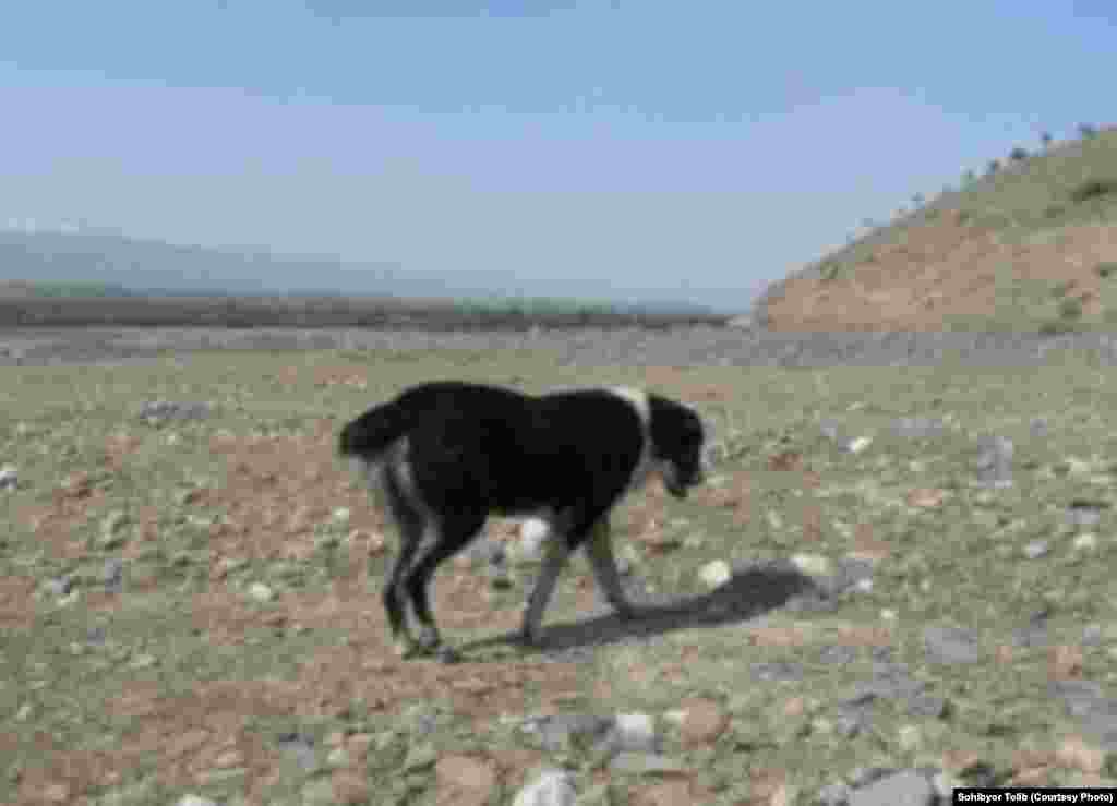 Собака - верный друг чабана