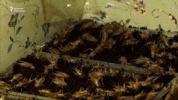 Чегирткеден ун жасап, Кытайга саткан ишкер | БҮГҮН АЗАТТЫКТА | 18.06.21