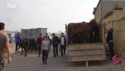 Чӣ ва ё кӣ сабаби боло рафтани қимати чорво дар Суғд шудааст?
