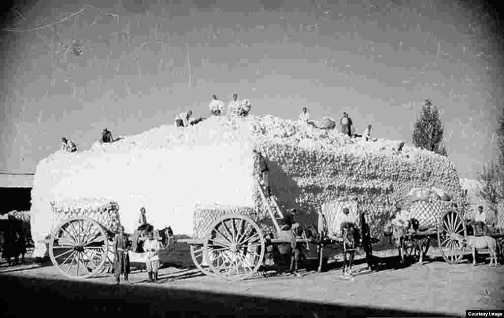 Урожай хлопка. 1930-е годы. Сбор и производство хлопка — отдельная страница творчества Пенсона. Узбекская ССР стала основным поставщиком хлопка для всего Советского Союза, обеспечивая 70 процентов его производства 