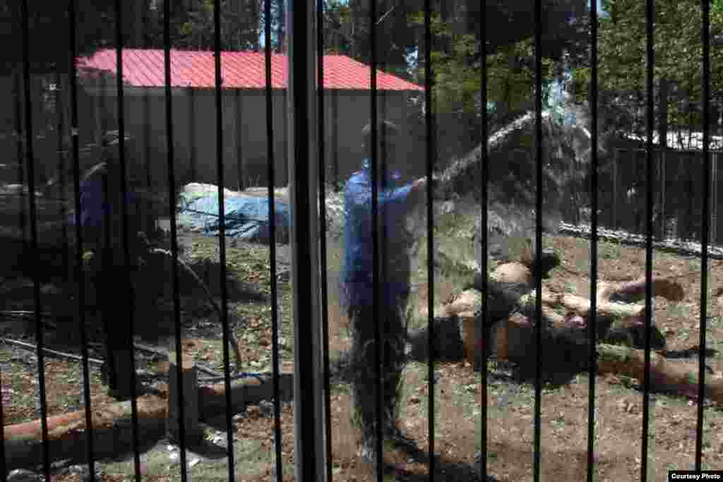 استانداردهای لازم برای نگهداری از زوج شیر ایرانی در نظر گرفته شده است