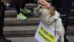 Небайдужі кияни вимагають створити зоополіцію (відео)