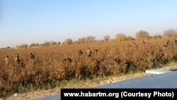 Хлопковое поле (иллюстративное фото) 