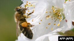 Bleta duke mbledhur nektarin e një luleje. Fotografi ilustruese nga arkivi.