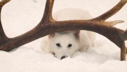 «گرگ‌های وحشت»؛ آیا دانشمندان توانسته‌اند گونه‌ای منقرض‌شده را بازگردانند؟