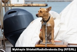 Корабельний пес «Пука»