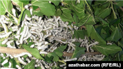 Гусеницы тутового шелкопряда 