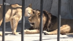 Про лева Торіка, який має хазяїна, але мешкає в зоопарку