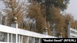 В новом сквере Куляба засохли вечнозеленые деревья 