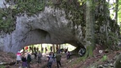 Зустрічі на лісовій стежці: ведмеді та реліктові рослини