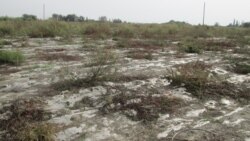 რა საფრთხეს ქმნის მოსავლის მოსაყვანად საქართველოში გამოყენებული პოლიეთილენი