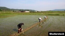 Южная Корея. Работа на рисовом поле. 