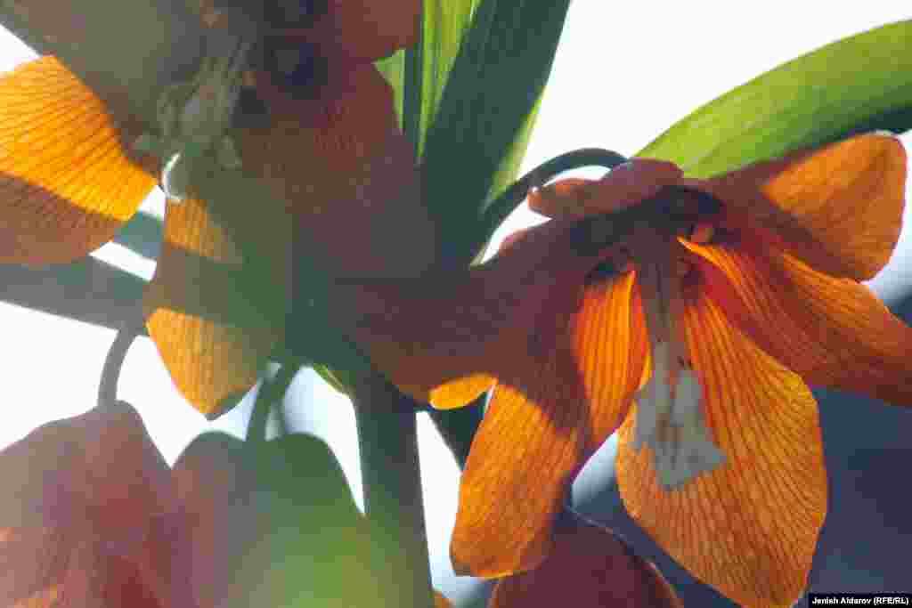 Ай гүлү тууралуу түрдүү уламыштар бар. Эртең менен гүлдүн ичинен чоң шүүдүрүм тамчыларын байкоого болот. Жергиликтүү эл муну сүйүшүп, бирок тилектерине жетпей калган эки жаштын көз жашы дешет. &nbsp;