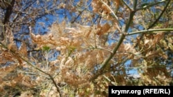 15 жовтня в Україні пануватиме суха і тепла погода з температурою вдень до 24 градусів