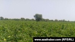 Хлопковое поле, Мары, август, 2019