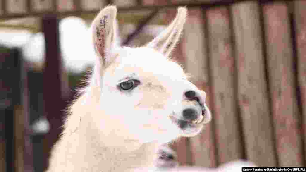 Украина. Зоопарк в Киеве.