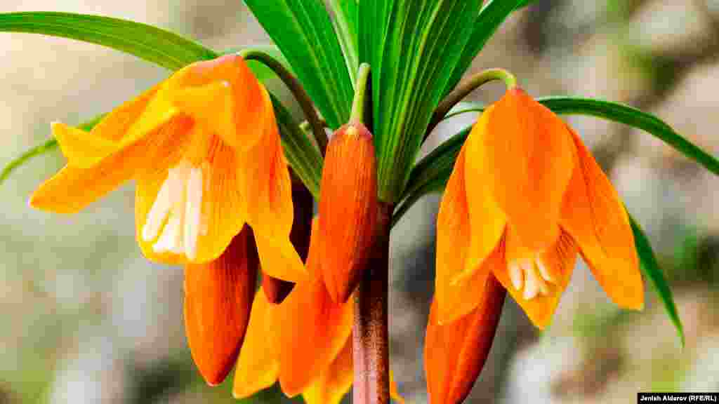 Кызыл китепке кирген Айгүл апрель айынын башынан ортосуна чейин гүл ачат.&nbsp;