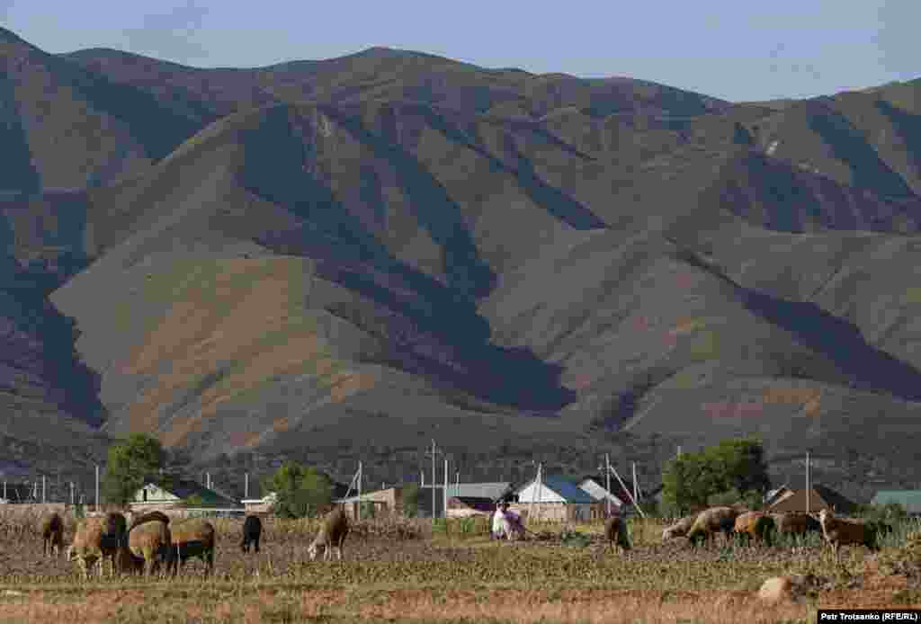 Из Алматы мы направились в село Шамалган, где животноводческий рынок оказался более организованным