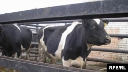 «У вас есть корова - тогда мы идем к вам» - этот рекламный слоган сухумская мэрия могла бы взять на вооружение