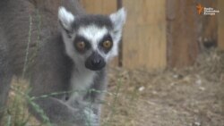 Najmlađi stanovnici Pionirske doline