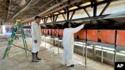 سمپاشی یک مرغداری در ایالت کالیفرنیا آمریکا