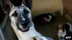 Многие собаки погибли, но некоторых добрым людям все же удалось спасти