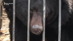 Jagodinski zoo vrt, klopka za životinje