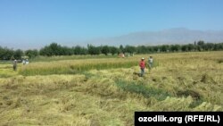 Рисовые поля. Иллюстративное фото.