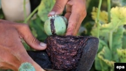 Збирання опію-сирцю в Афганістані