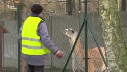 В'язниця без варти та із власним зоопарком – чеський експеримент