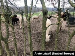 Lovakon és teheneken kívül alpakákkal is találkozhatunk