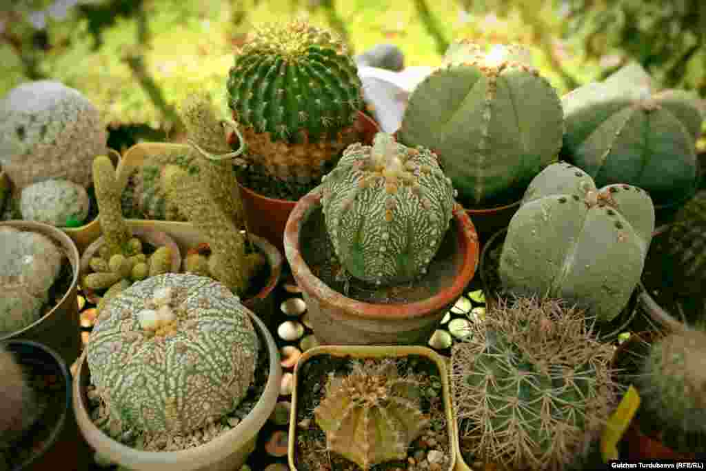Оранжереяда кактустун 500гө жакын түрү өсөт.&nbsp;