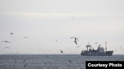 В Абхазии проходят съемки 16-серийного телефильма «Голубка» специально для канала «Россия»